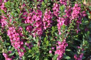 Angelonia 'Archangel Raspberry Improved' Summer Snapdragon from Kansas Roots