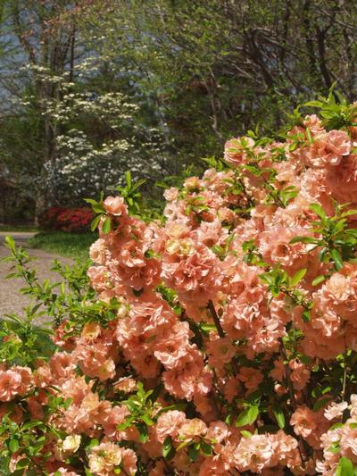 Chaenomeles japonica 'Cameo' Japanese Flowering Quince from Kansas Roots