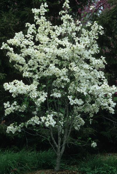 Cornus florida Flowering Dogwood from Kansas Roots