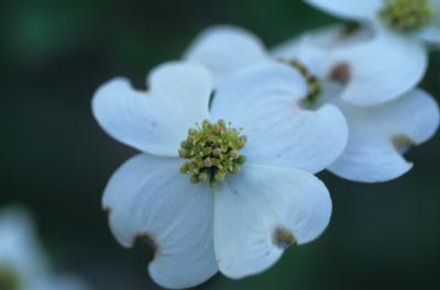 Cornus florida 'Ozark Spring' Flowering Dogwood from Kansas Roots