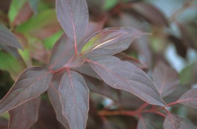 Cornus racemosa 'Muskingum' Gray Dogwood from Kansas Roots