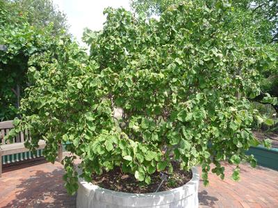Corylus avellana 'Contorta' Harry Lauder's Walking Stick from Kansas Roots