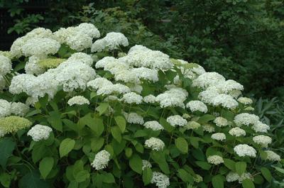 Hydrangea arborescens 'Annabelle' Smooth Hydrangea from Kansas Roots