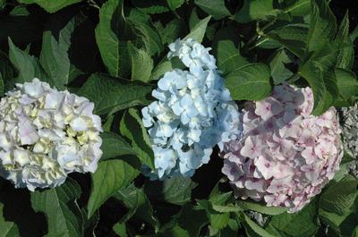 Hydrangea macrophylla 'Mini Penny™' Bigleaf Hydrangea from Kansas Roots