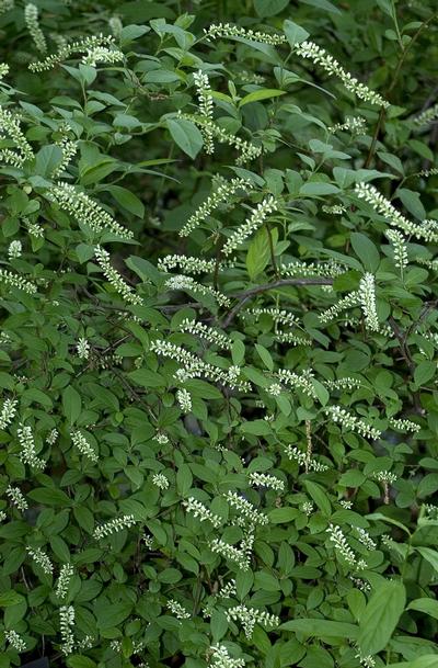 Itea virginica Sweetspire from Kansas Roots