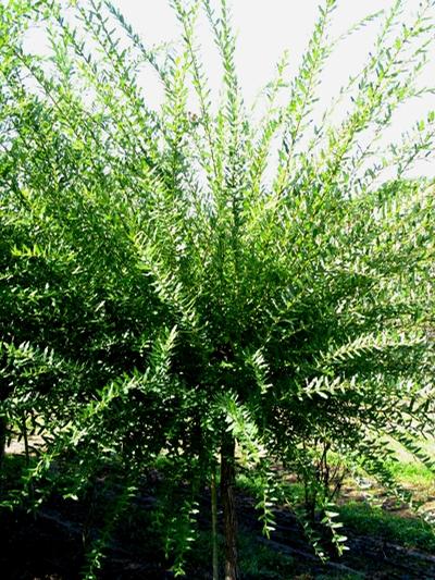Salix integra 'Hakuro Nishiki' Dappled Willow from Kansas Roots
