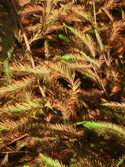 Taxodium distichum Bald Cypress from Kansas Roots