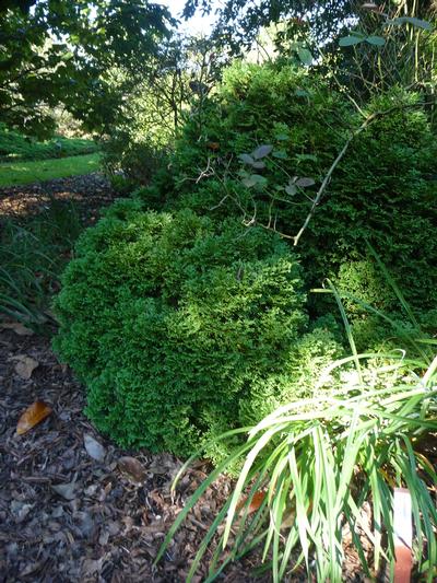 Thuja occidentalis ''Hetz Midget'' Arborvitae from Kansas Roots