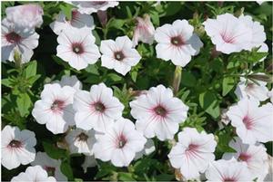 Petunia x hybrida 'Supertunia® Vista Silverberry' Petunia from Kansas Roots