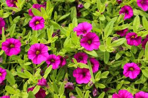 Calibrachoa 'Superbells® Garden Rose' Million Bells from Kansas Roots