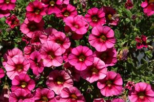 Calibrachoa 'Hula Cherry' Million Bells from Kansas Roots