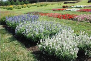 Salvia farinacea 'SallyFun™ Series' Mealycup Sage from Kansas Roots