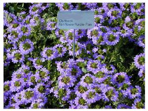 Scaevola aemula 'Outback Purple Fan' Fan Flowers from Kansas Roots