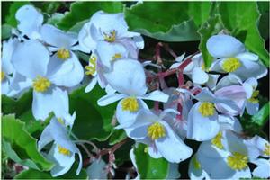 Begonia 'BabyWing White' Begonia from Kansas Roots