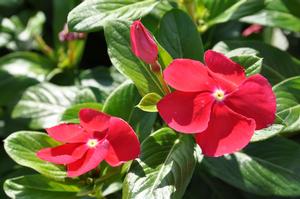 Catharanthus roseus 'Cooler series' Vinca from Kansas Roots
