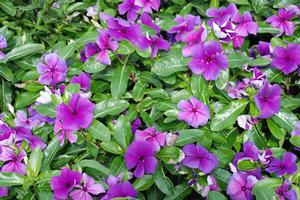 Catharanthus roseus 'First Kiss Blueberry' Vinca from Kansas Roots