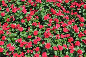 Catharanthus roseus 'Titan™ Series' Vinca from Kansas Roots