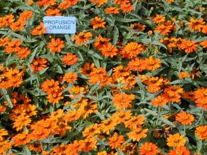 Zinnia hybrid 'Profusion Orange' Zinnia from Kansas Roots