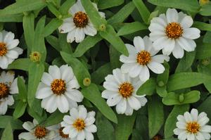Zinnia hybrid 'Profusion White' Zinna from Kansas Roots