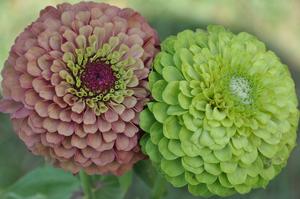 Zinnia elegans 'Queen series' Zinnia from Kansas Roots