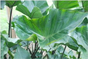 Colocasia esculenta 'Coffee Cups' Elephant Ear from Kansas Roots