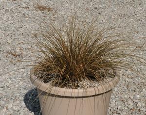 Carex flagellifera 'Toffee Twist' Ornamental Grass from Kansas Roots