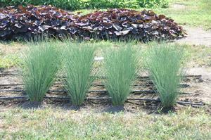 Juncus inflexus 'Blue Mohawk®' Graceful Grasses® Soft Rush from Kansas Roots