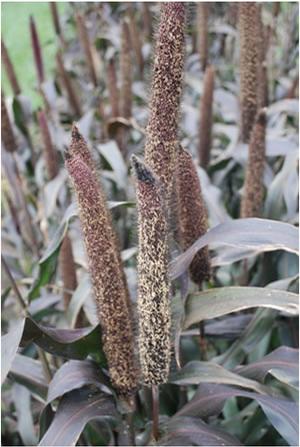 Pennisetum glaucom 'Purple Majesty' Ornamental Millet from Kansas Roots