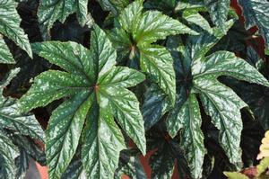 Begonia 'Pegasus' Begonia from Kansas Roots
