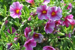 Calibrachoa 'Can-Can® Hot Pink Star' Million Bells from Kansas Roots