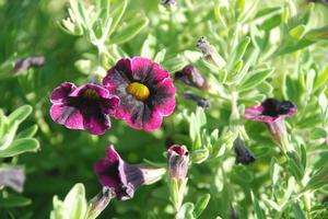 Calibrachoa 'Superbells® Blackberry Punch' Mini Petunia from Kansas Roots