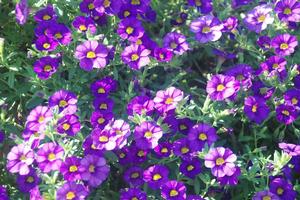 Calibrachoa 'Superbells® Blue' Million Bells from Kansas Roots