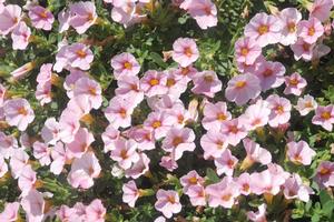 Calibrachoa 'Superbells® Cherry Blossom' Million Bells from Kansas Roots