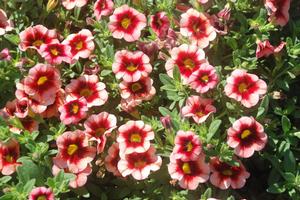 Calibrachoa 'Superbells® Coralberry Punch' Million Bells from Kansas Roots