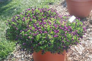 Calibrachoa 'Superbells® Grape Punch' Million Bells from Kansas Roots