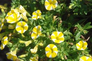 Calibrachoa 'Superbells® Lemon Slice' Million Bells from Kansas Roots
