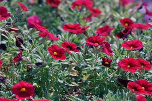 Calibrachoa 'Superbells® Red' Million Bells from Kansas Roots