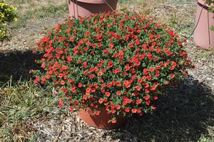 Calibrachoa 'Superbells® Scarlet' Million Bells from Kansas Roots