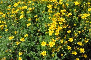 Bidens ferulifolia 'Goldilocks Rocks®' Bidens from Kansas Roots