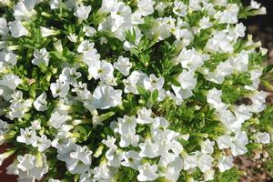 Calibrachoa 'Superbells® White' Million Bells from Kansas Roots