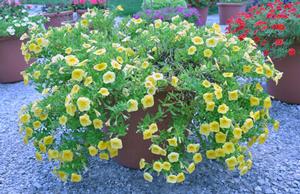 Calibrachoa 'Superbells® Yellow' Million Bells from Kansas Roots