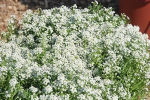 Lobularia maritima 'Silver Stream™' Alyssum from Kansas Roots