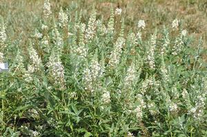 Buddleia davidii 'Buzz™ Ivory' Butterfly Bush from Kansas Roots