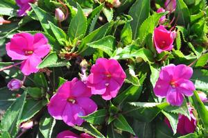 Impatiens hawkeri 'SunHarmony Series' New Guinea Impatiens from Kansas Roots