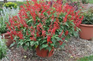 Salvia splendens 'Saucy™ Red' Scarlet Sage from Kansas Roots