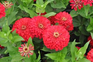 Zinnia elegans 'Dreamland Red' Zinnia from Kansas Roots