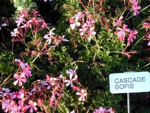 Pelargonium peltatum 'Cascade® Sofie' Ivy Geranium from Kansas Roots