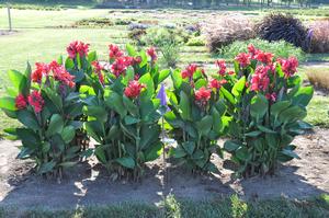 Canna 'Rosita' Canna from Kansas Roots