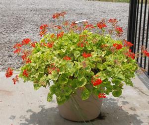 Pelargonium x hortorum 'Crystal Palace Gem' Zonal Geranium from Kansas Roots