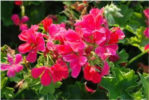 Pelargonium x 'Caliente Rose' Interspecific Geranium from Kansas Roots